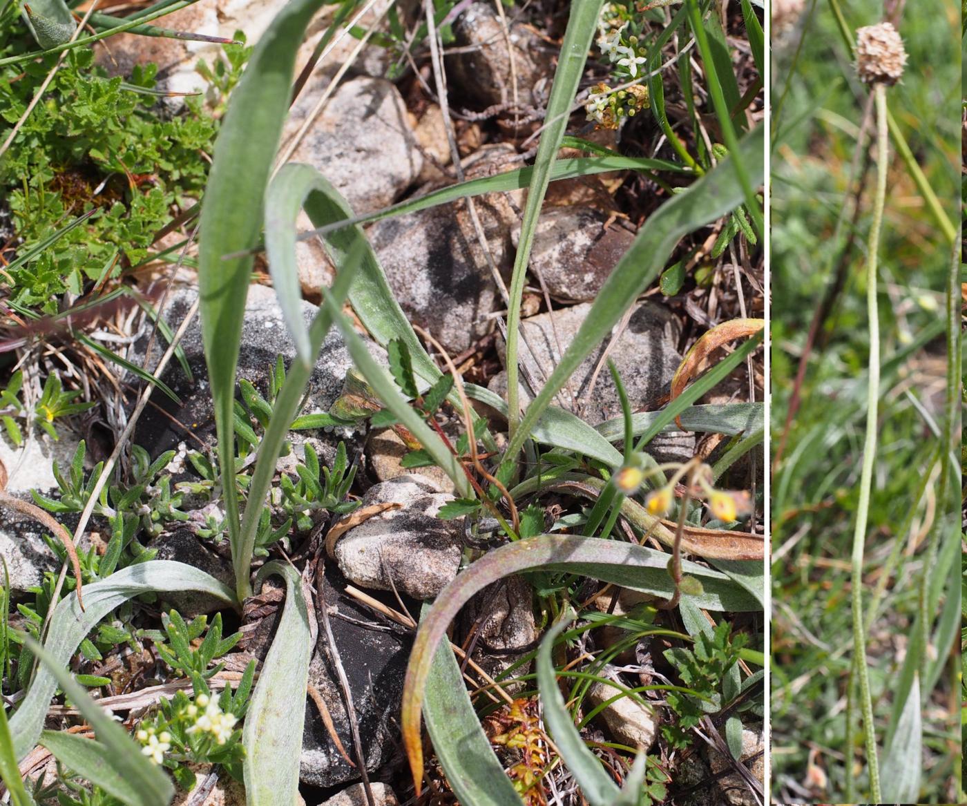 Plantain, Silver plant